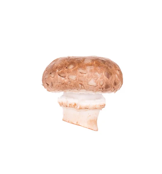 Champignon mushroom. — Stock Photo, Image