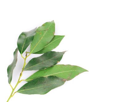 taze yeşil defne yaprağı.