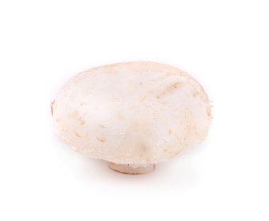 taze champignon mantar