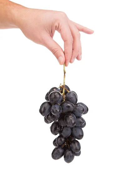 Hand holds blue grape. — Stock Photo, Image