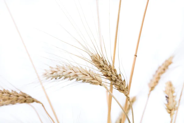 Ears of wheat. — Stock Photo, Image