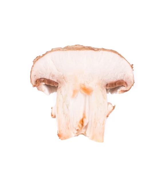 Cogumelo de champignon fresco — Fotografia de Stock