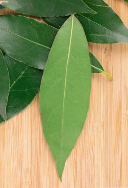 taze defne yaprağı