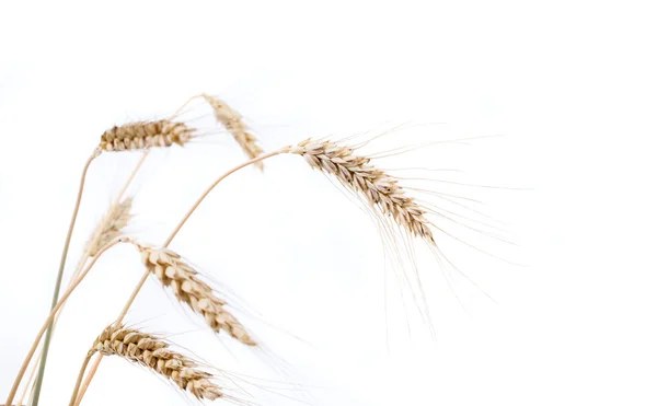 Barley ears — Stock Photo, Image