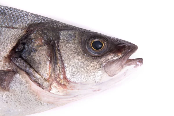 Рыбья голова — стоковое фото