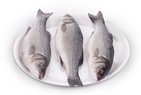 Fresh seabass fish — Stock Photo, Image