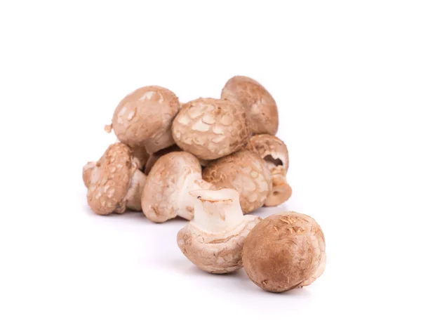 Brown champignon mushroom. — Stock Photo, Image