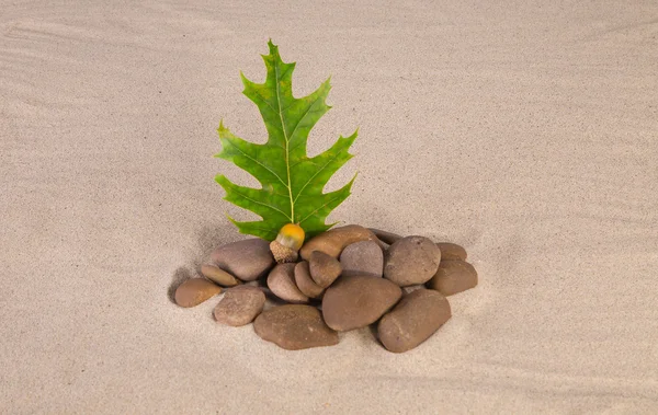 Oak leaf and rocks. — Stock Photo, Image