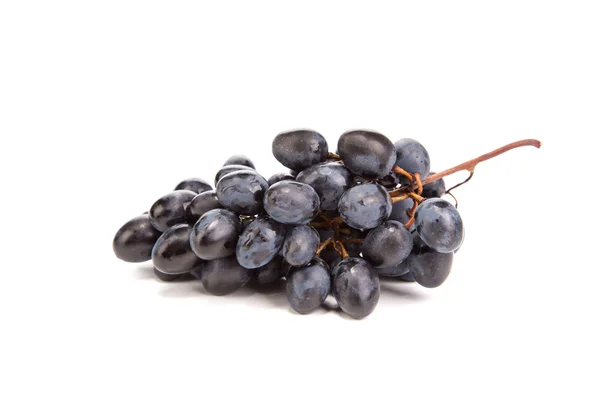 Branch of black ripe grapes. Stock Picture