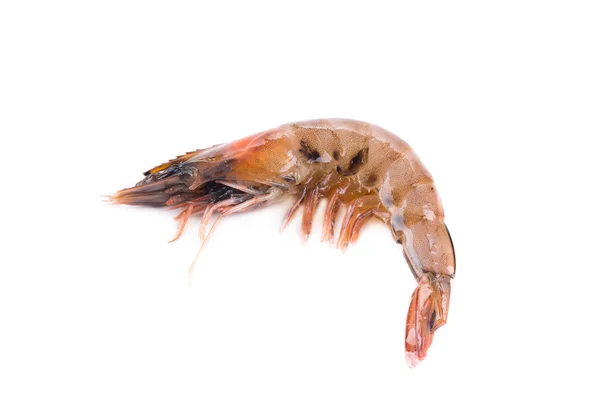 Fresh tiger shrimp — Stock Photo, Image