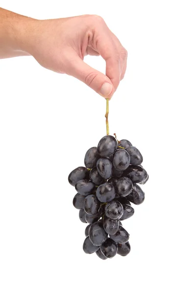 Чёрный виноград в руке . — стоковое фото