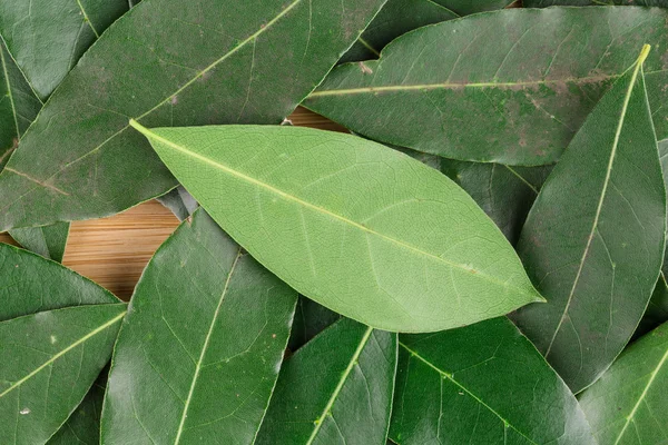 Antecedentes de hojas . — Foto de Stock