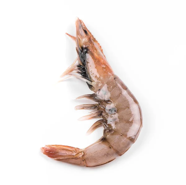 One fresh shrimp — Stock Photo, Image