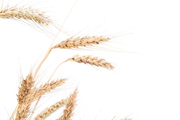 Ears of wheat. — Stock Photo, Image