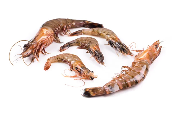 Raw shrimps — Stock Photo, Image