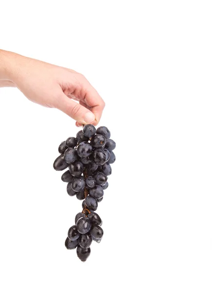 Black grapes in hand. — Stock Photo, Image