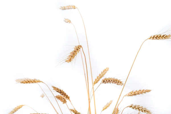 Uši z pšenice. — Stock fotografie