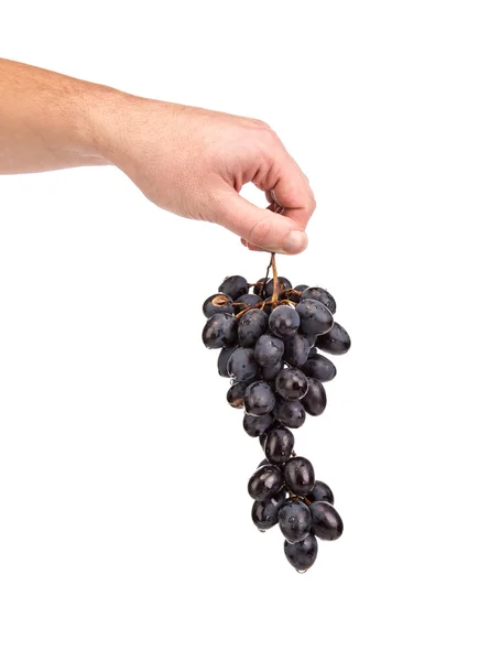 Black grapes in hand — Stock Photo, Image