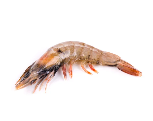 Fresh shrimp close up — Stock Photo, Image