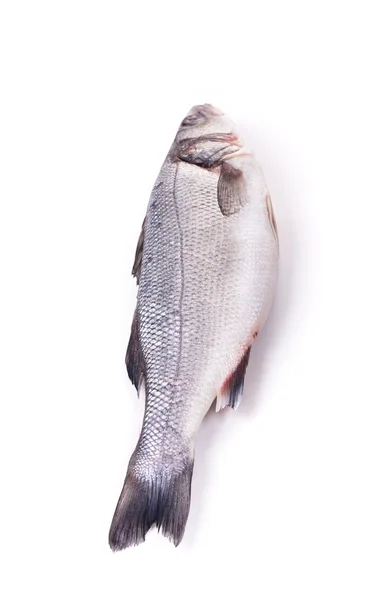 Fresh seabass close up. — Stock Photo, Image