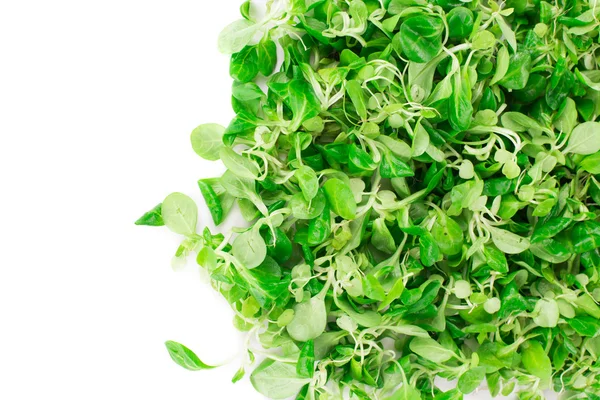 Mısır yeşil salata — Stok fotoğraf