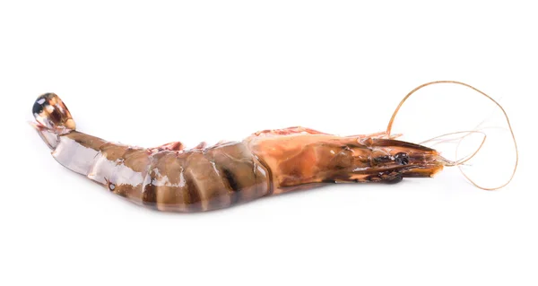 One Fresh Shrimp — Stock Photo, Image