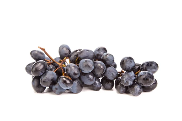 Ramo de uvas maduras negras — Foto de Stock