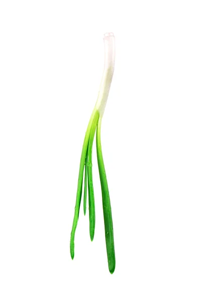 Green spring onion — Stock Photo, Image