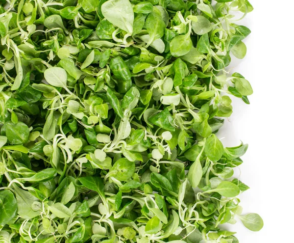 Karışık yeşil salata — Stok fotoğraf