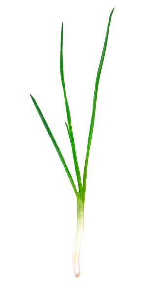 Beautiful spring onion — Stock Photo, Image