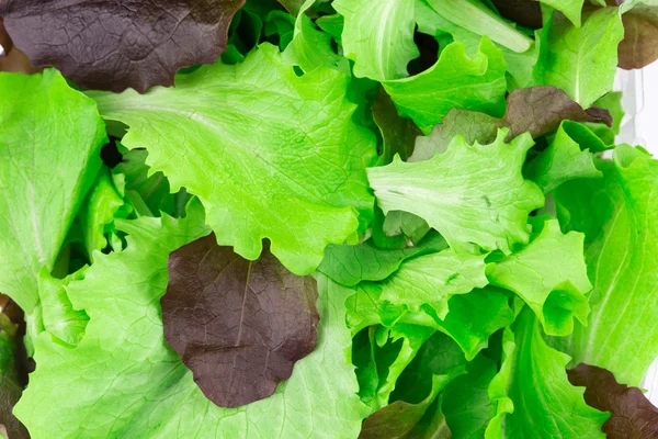 Salada de mistura . — Fotografia de Stock