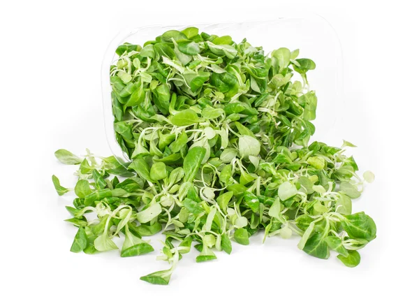 Zelený list hlávkového salátu. — Stock fotografie