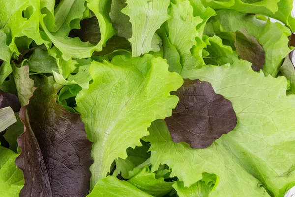 Green and red leaf of lettuce close up. — Stock Photo, Image