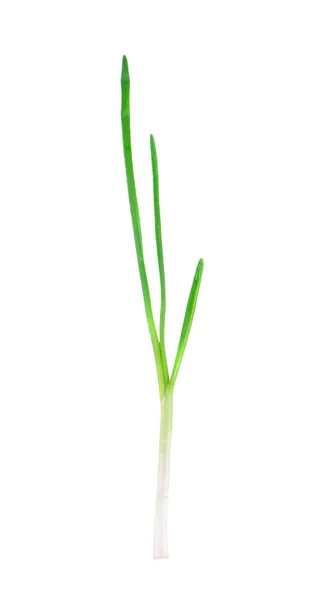 Green onion. — Stock Photo, Image