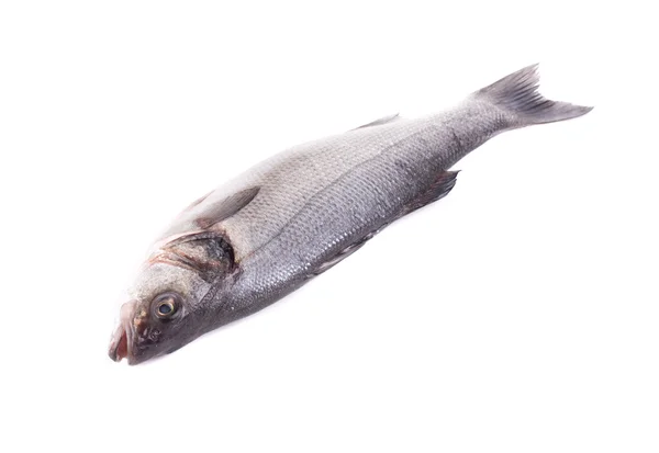 Färska havsabborre fisk. — Stockfoto
