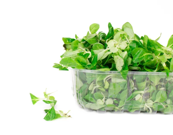 Grüne und rote Salatblätter in Schachtel. — Stockfoto