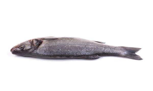 Fresh seabass. — Stock Photo, Image