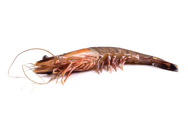 Raw tiger shrimp — Stock Photo, Image