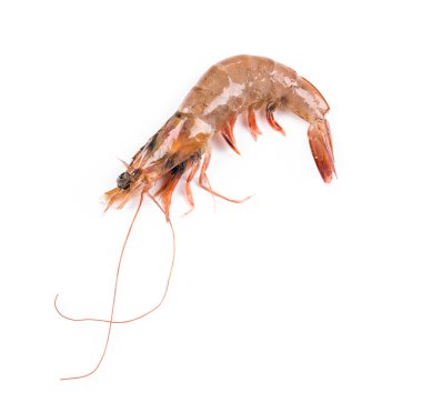 çiğ kaplan karides.