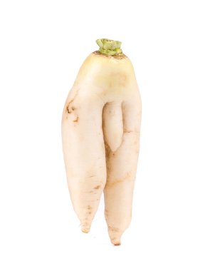 Daikon avuç yakın çekim.