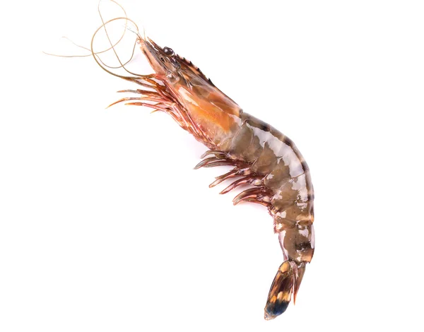Raw tiger shrimp on white. — Stock Photo, Image