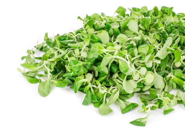 Close up of green fresh basil. — Stock Photo, Image