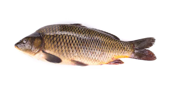 Fechar de peixes de carpa . — Fotografia de Stock