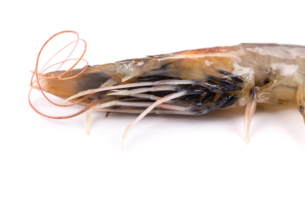 Close up of fresh shrimp — Stock Photo, Image