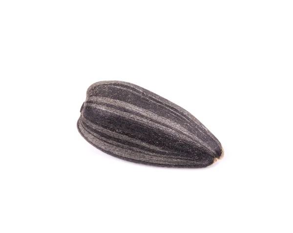 Sunflower seed isolated — Stock Photo, Image