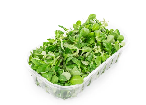 Close up of basil in box. — Stock Photo, Image