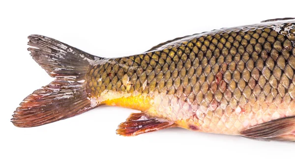 Rå fisk karp. — Stockfoto