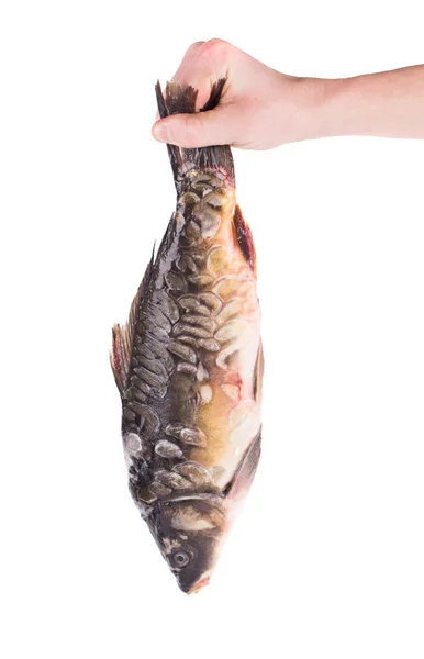 Hand hält frischen Fisch. — Stockfoto