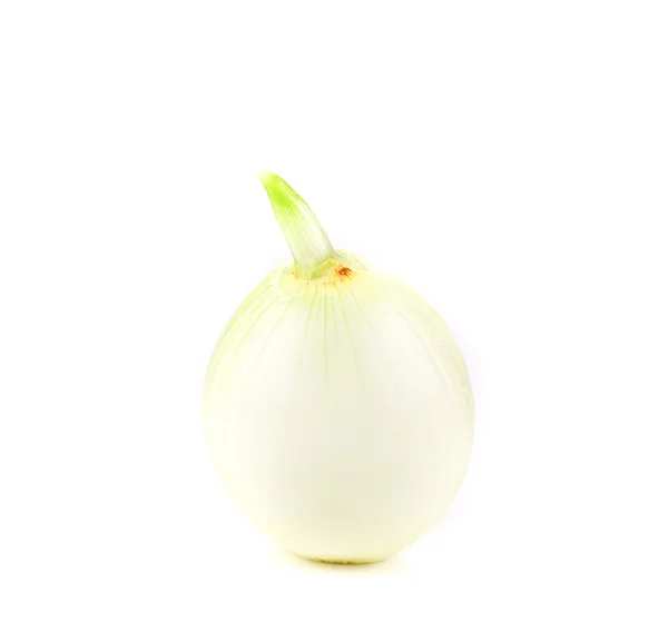 One White onion. — Stock Photo, Image