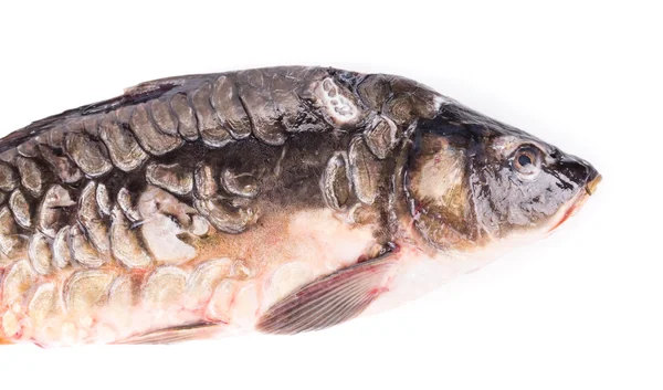 Detailní záběr kapra ryb. — Stock fotografie